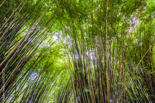 Beautiful landscape green nature bamboo forest tunnel in Wat Chulapornwanaram  Nakornnayok  Thailand. Natural Background.