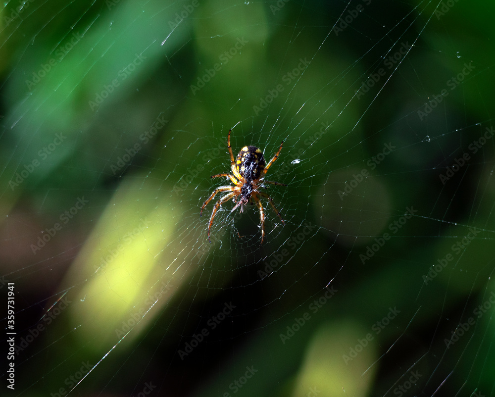 small spider in the center of the web small spider in the center of the web