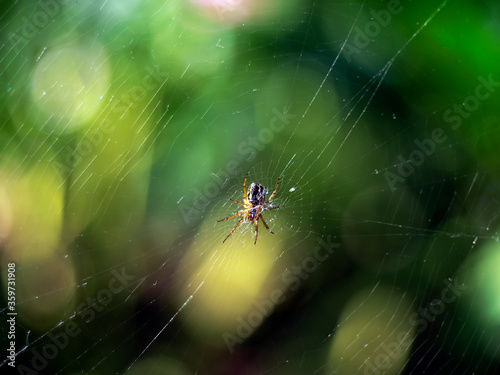 small spider in the center of the web