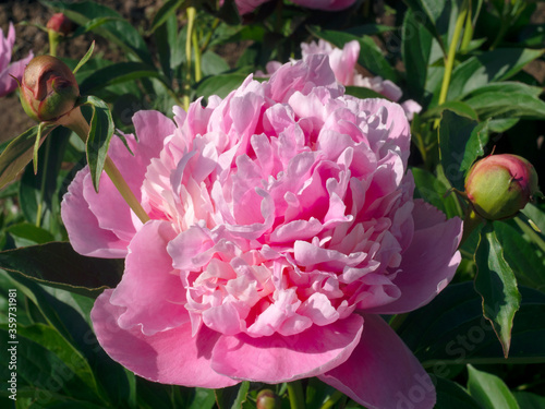 Fototapeta Naklejka Na Ścianę i Meble -  flowering peony pink and white with buds