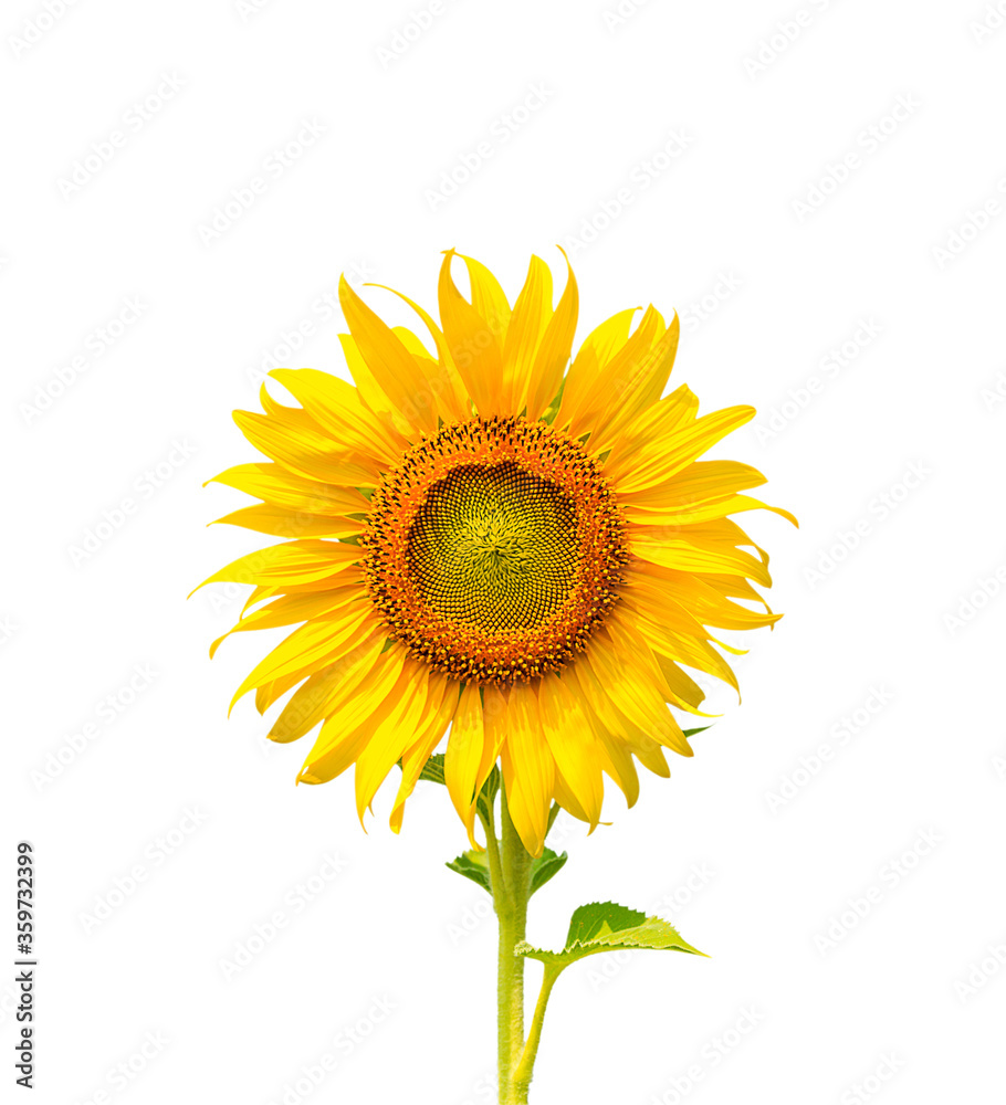 Obraz premium Beautiful sunflower isolated on white background with clipping path.