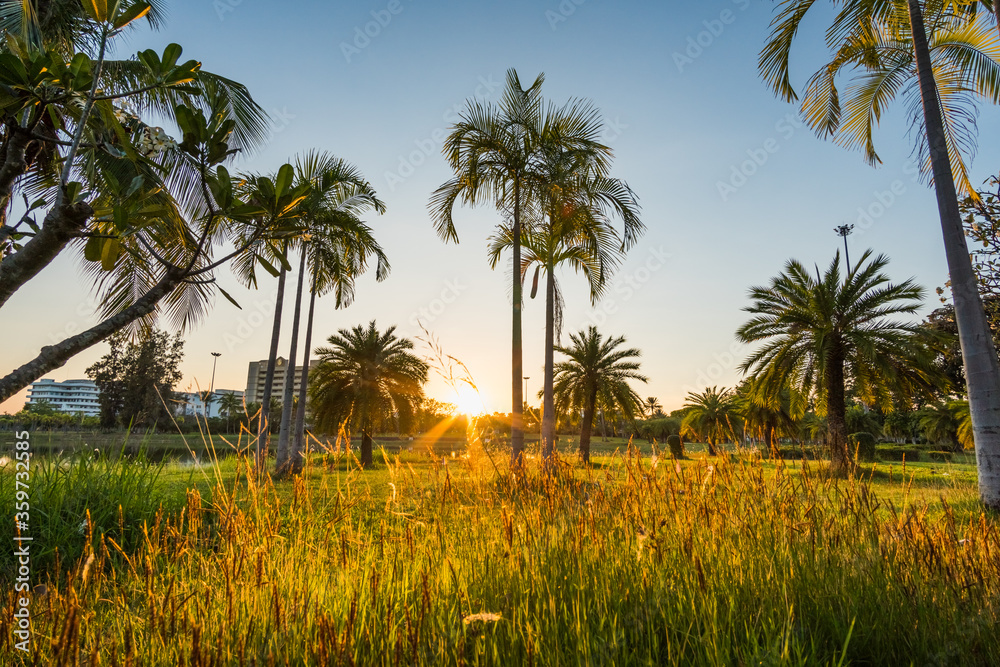 Fototapeta premium Green grass field with palm tree in Public Park
