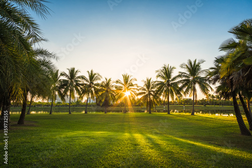 Green grass field with palm tree in Public Park