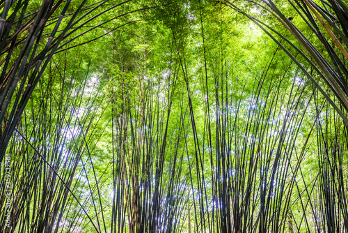 Beautiful landscape green nature bamboo forest tunnel in Wat Chulapornwanaram  Nakornnayok  Thailand. Natural Background.