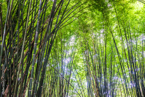 Beautiful landscape green nature bamboo forest tunnel in Wat Chulapornwanaram  Nakornnayok  Thailand. Natural Background.