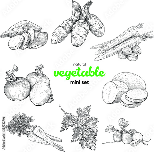 Natural vegetable mini set. Vintage hand drawing sketch vector illustration. Line graphics. Sweet potato, potato, Jerusalem artichoke, rutabaga, carrot, parsnip, parsley, radish