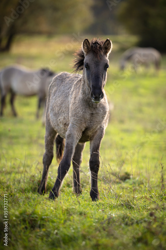 Konik ponies are one of the original pony breeds. They were bred mainly for robustness and work performance