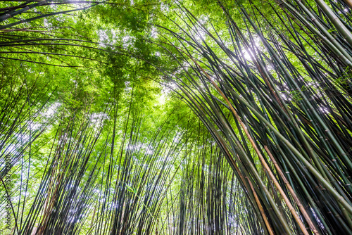 Fototapeta Naklejka Na Ścianę i Meble -  Beautiful landscape green nature bamboo forest tunnel in Wat Chulapornwanaram ,Nakornnayok ,Thailand. Natural Background.