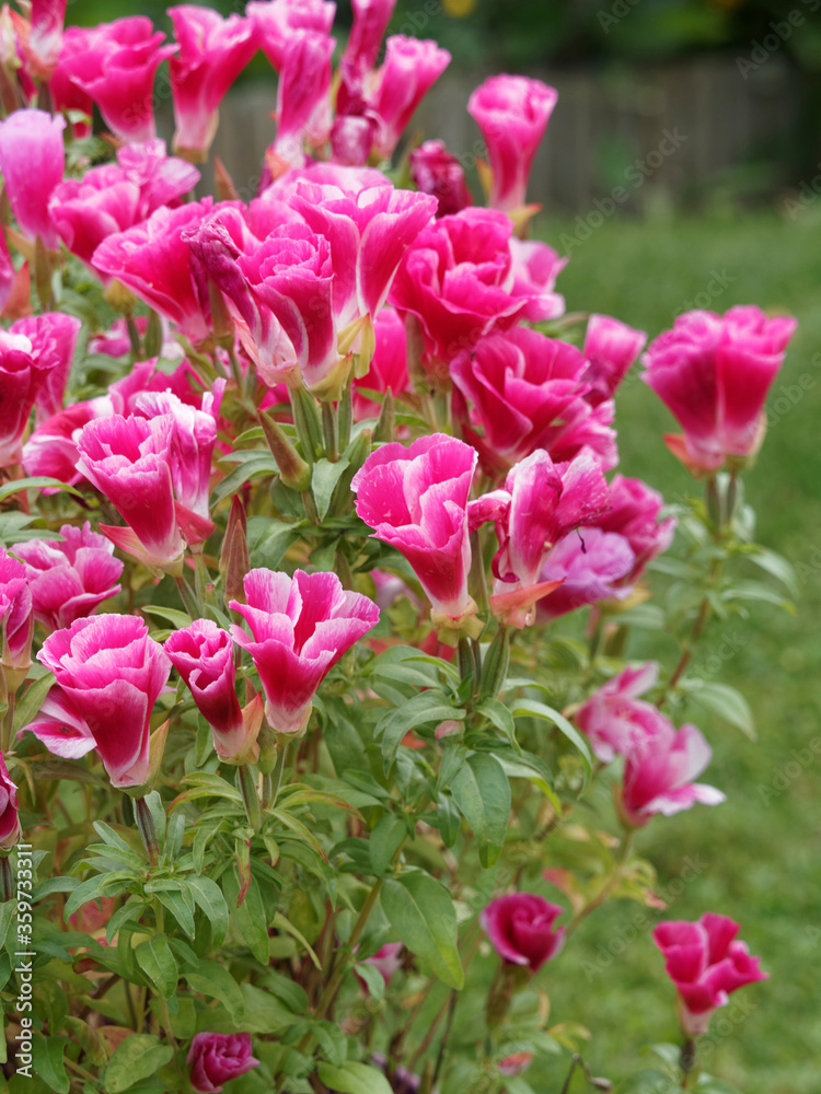 Godetia grandiflora ou clarkia amoena | Godétia ou fleur de satin à pétales soyeux, simples, bicolores rose et blanc, au feuillage lancéolé, pointu, vert moyen Godetia grandiflora ou clarkia amoena | Godétia ou fleur de satin à pétales soyeux, simples, bicolores rose et blanc, au feuillage lancéolé, pointu, vert moyen