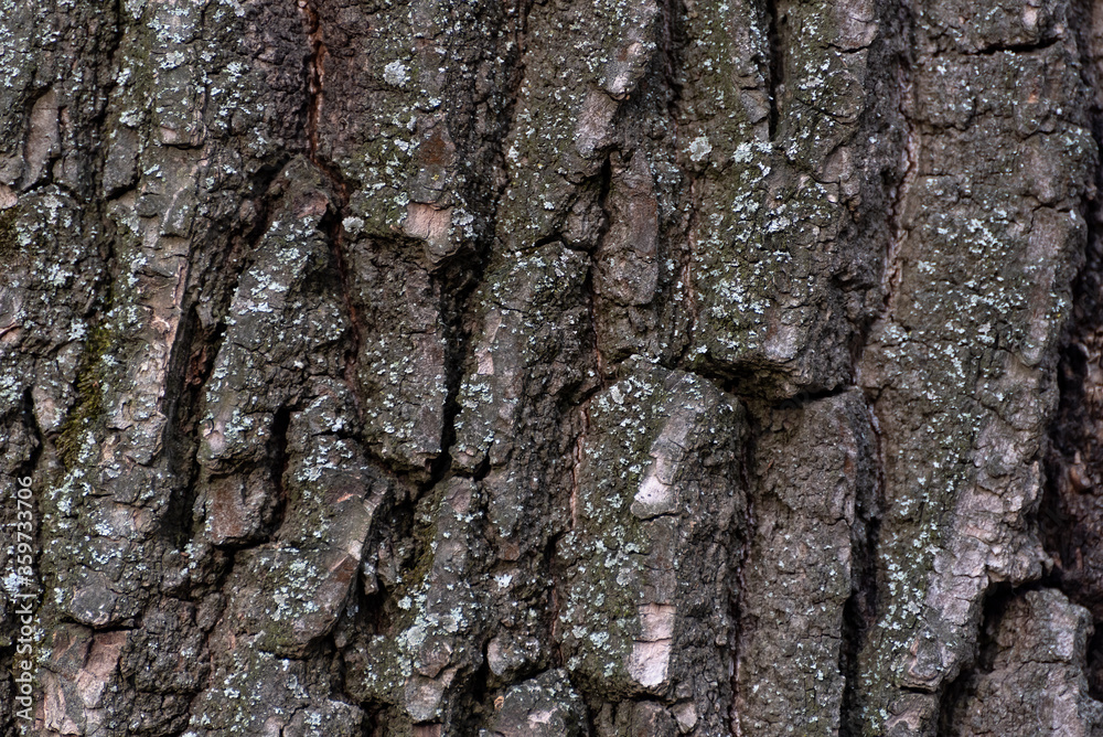 Tree bark close up. Abstract background. Rough textured surface Tree bark close up. Abstract background. Rough textured surface