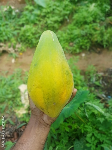 Papaya fruit in hand