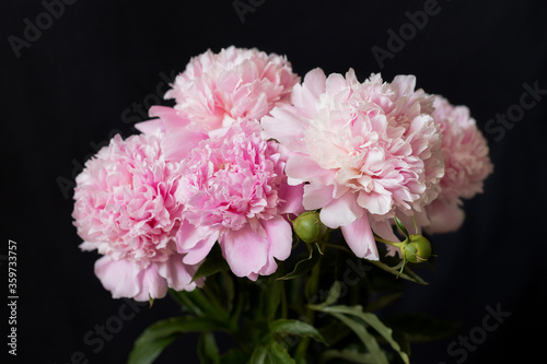 Blooming peony on a black background