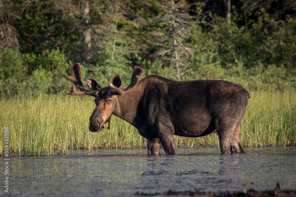 Fototapeta premium bull moose in the water