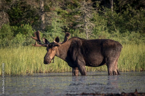 bull moose in the water