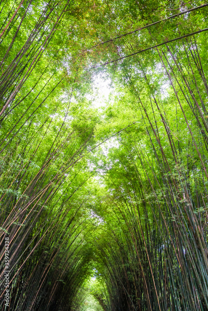 Beautiful landscape green nature bamboo forest tunnel in Wat Chulapornwanaram ,Nakornnayok ,Thailand. Natural Background. Beautiful landscape green nature bamboo forest tunnel in Wat Chulapornwanaram ,Nakornnayok ,Thailand. Natural Background.