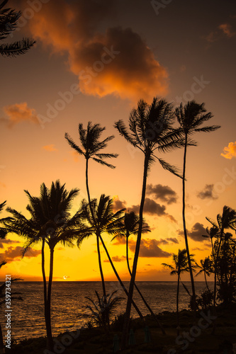 Palm trees with a colorful sunrise at the village of Panalulu on the north shore of the island of Oahu in Hawaii.
