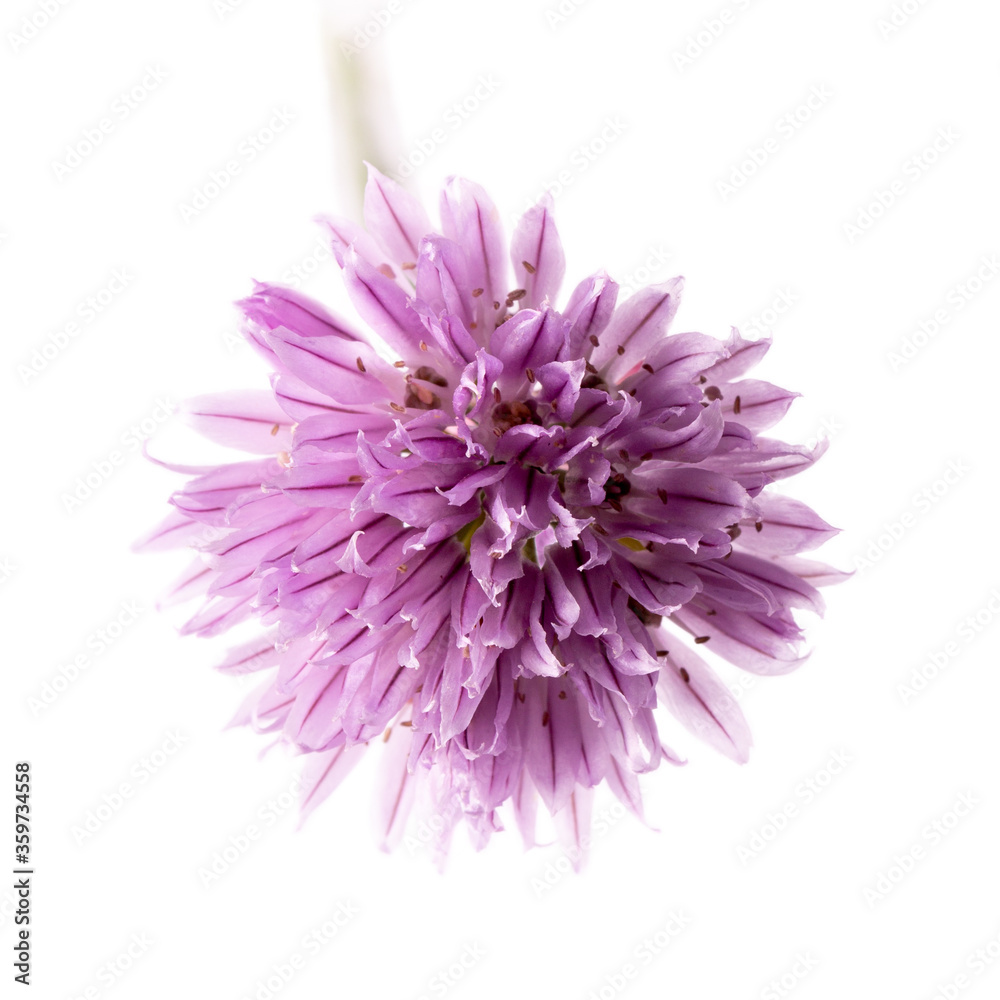 Chives onions with flowers, chives in bloom isolated on white background. Chives onions with flowers, chives in bloom isolated on white background.