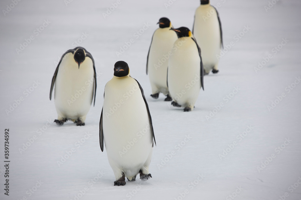 Obraz premium Antarctica emperor penguins close-up on a cloudy winter day