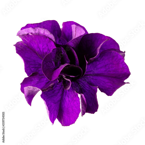 Close-up of violet petunia flower isolated on white background.
