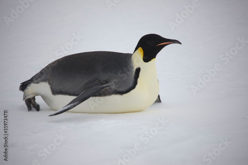 Antarctic Emperor Penguin on his stomach close up on a cloudy winter day