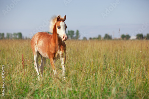 horse in the field