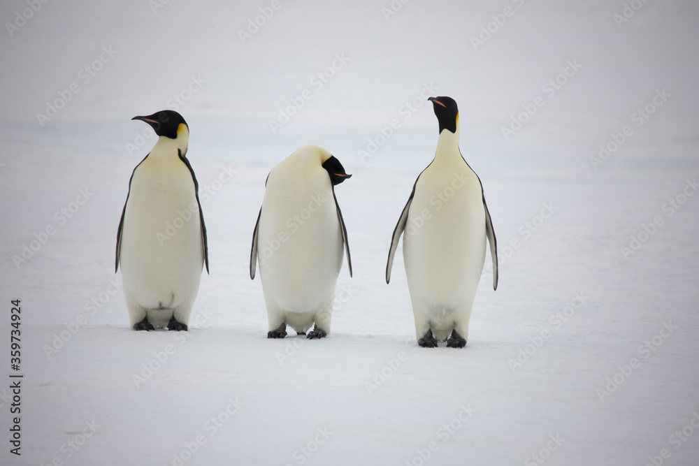 Fototapeta premium Antarctica emperor penguins close-up on a cloudy winter day