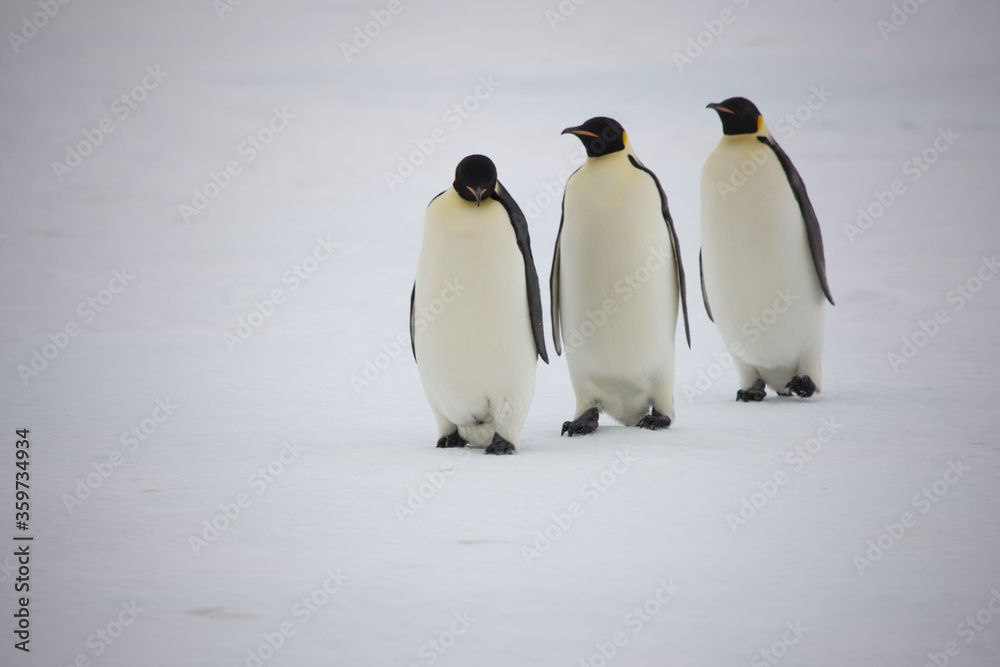 Fototapeta premium Antarctica emperor penguins close-up on a cloudy winter day