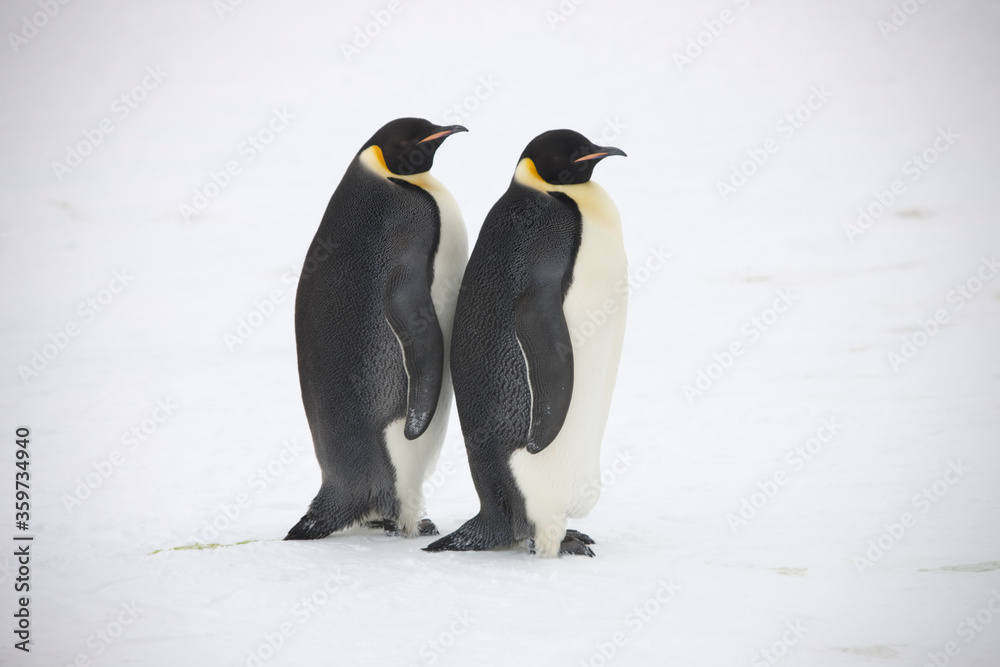 Obraz premium Antarctica emperor penguins close-up on a cloudy winter day