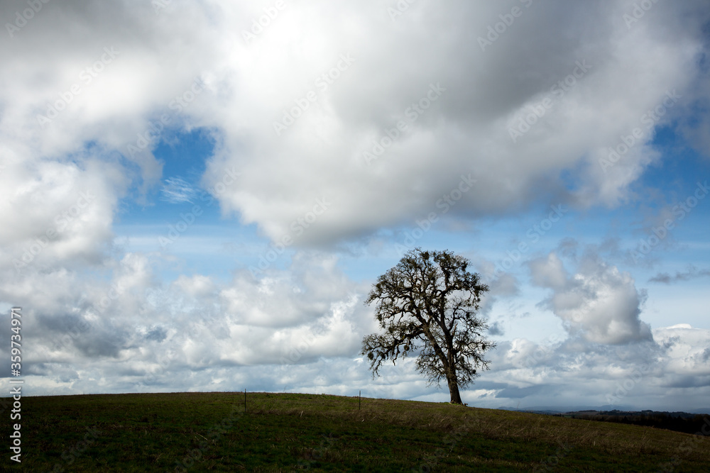 Obraz premium A lone oak tree in an agriculture field in the Ankeny National Wildlife Refuge near Salem, Oregon.