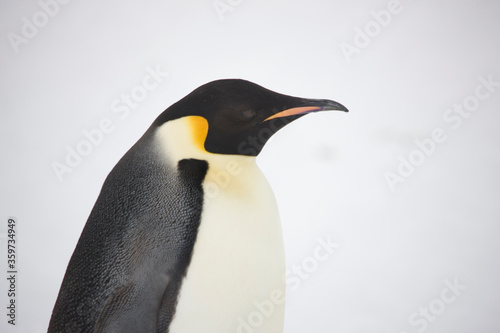 Antarctica portrait of an emperor penguin on a cloudy winter day