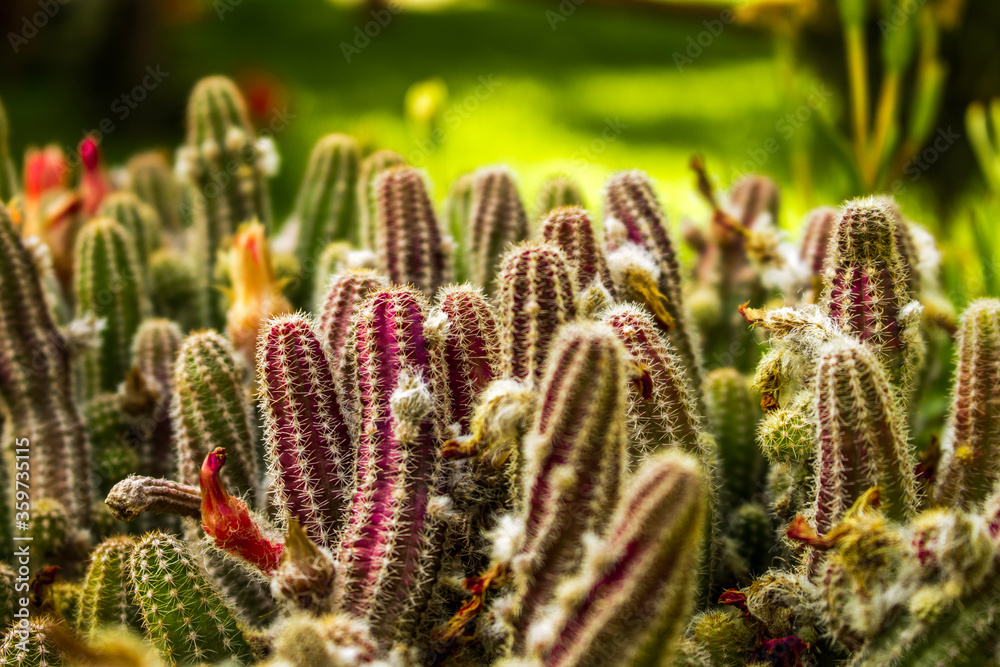 cactus in the yard cactus in the yard