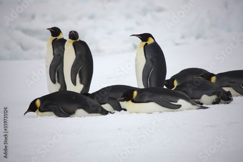 Antarctica emperor penguins return from hunting on a cloudy winter day