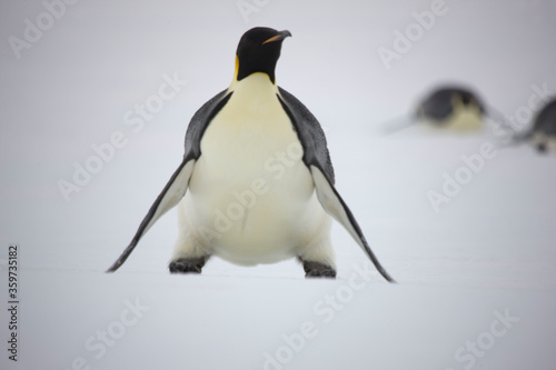 Antarctic Emperor Penguin on his stomach close up on a cloudy winter day