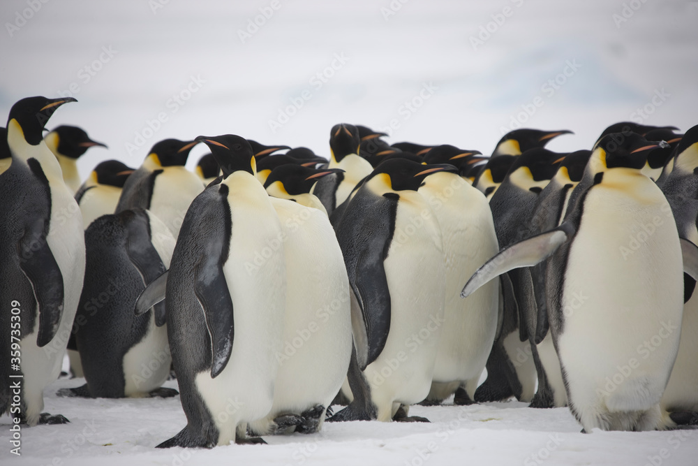 Fototapeta premium Antarctic group of emperor penguins close-up on a cloudy winter day