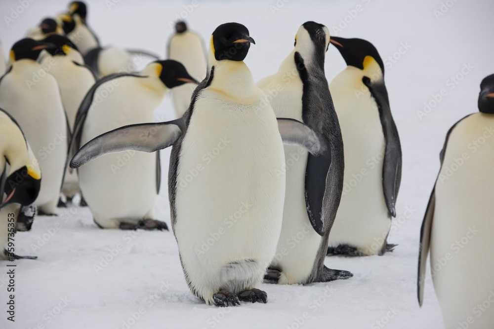 Fototapeta premium Antarctica emperor penguins close-up on a cloudy winter day