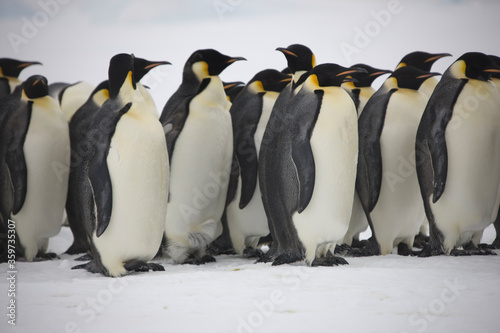 Antarctic group of emperor penguins close-up on a cloudy winter day