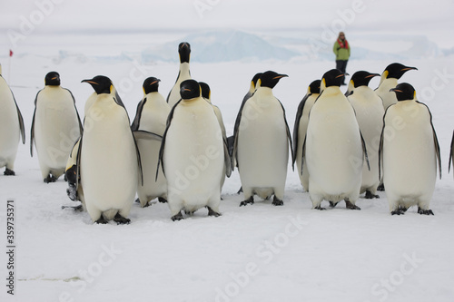 Antarctic group of emperor penguins close-up on a cloudy winter day