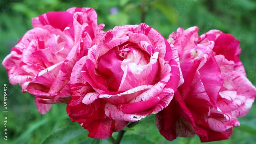 Beautiful pink and white variegated roses on branch in the garden on summer