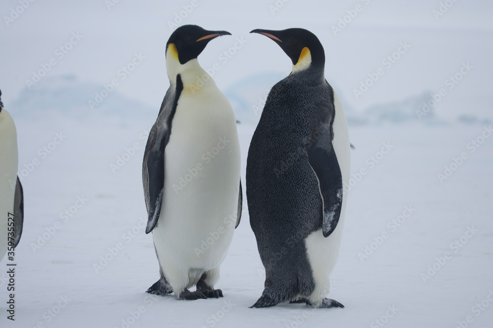 Obraz premium Antarctica emperor penguins close-up on a cloudy winter day