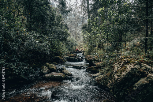 Forest landscape, you can see trees, a stream, rocks and a hica with your dog on a wooden bridge in the middle of the forest, they play while having a good time. 2 photo