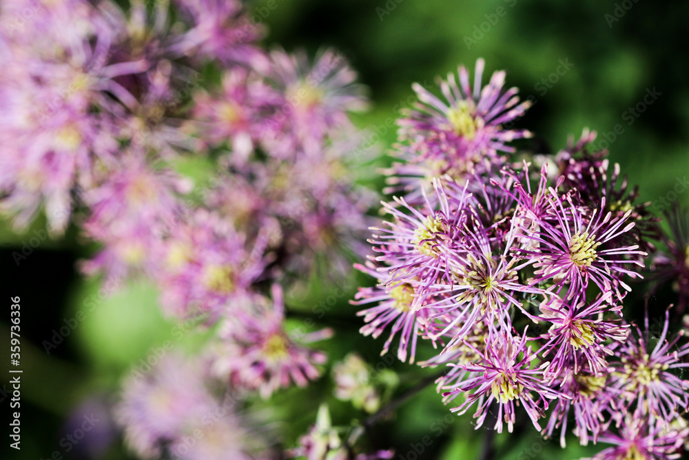 Artistic macro closeup inflorescence of Thalictrum aquilegiifolium also known as Siberian columbine meadow-rue. Artistic macro closeup inflorescence of Thalictrum aquilegiifolium also known as Siberian columbine meadow-rue.