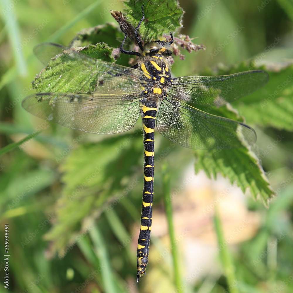 A female Golden-ringed Dragonfly (Cordulegaster boltonii) hanging from a nettle at Whipsiderry, (Newquay, Cornwall, England, UK).