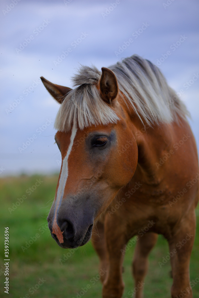 Obraz premium portrait of a horse
