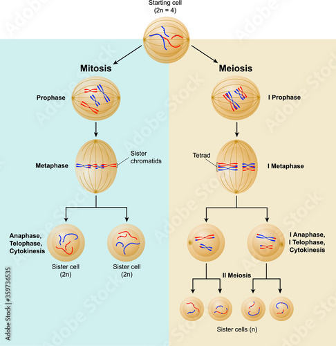 Mitosis and meiosis differences