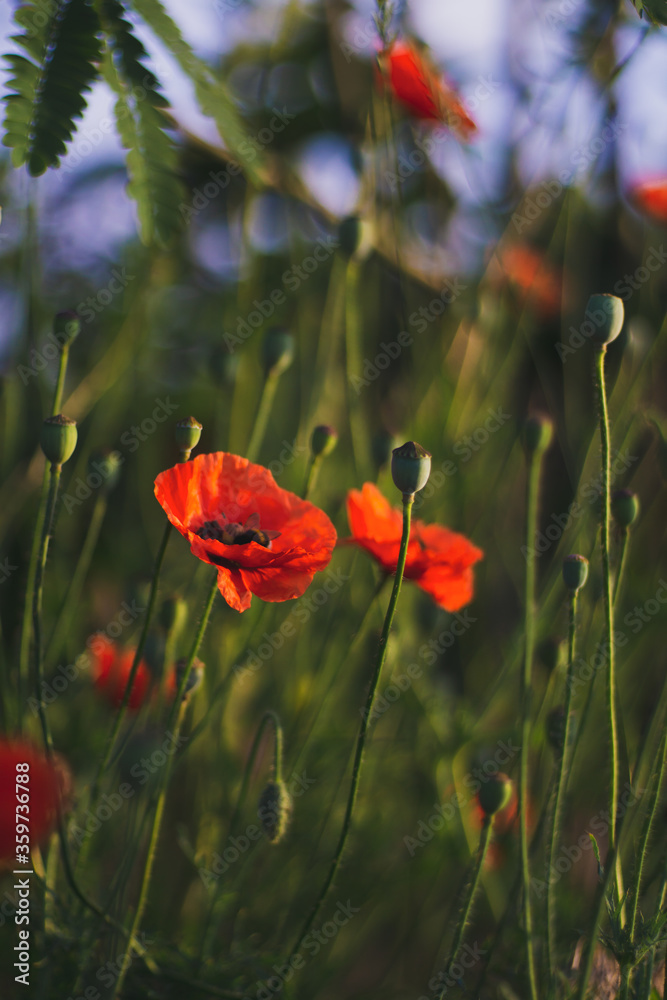 Obraz premium poppy