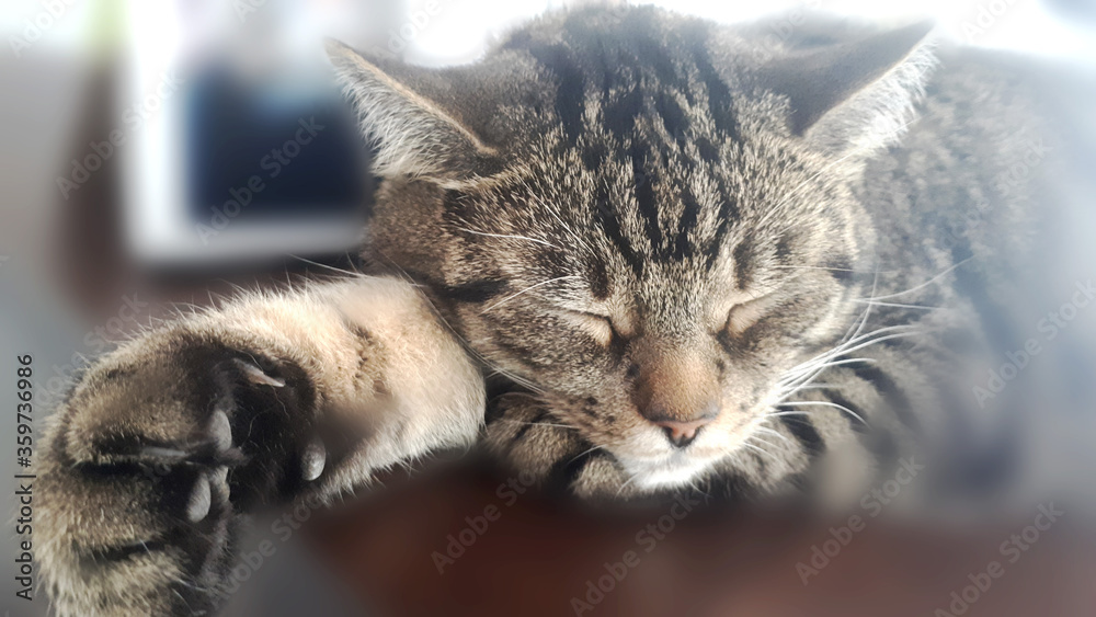 Naklejka premium Śpiący pupil.