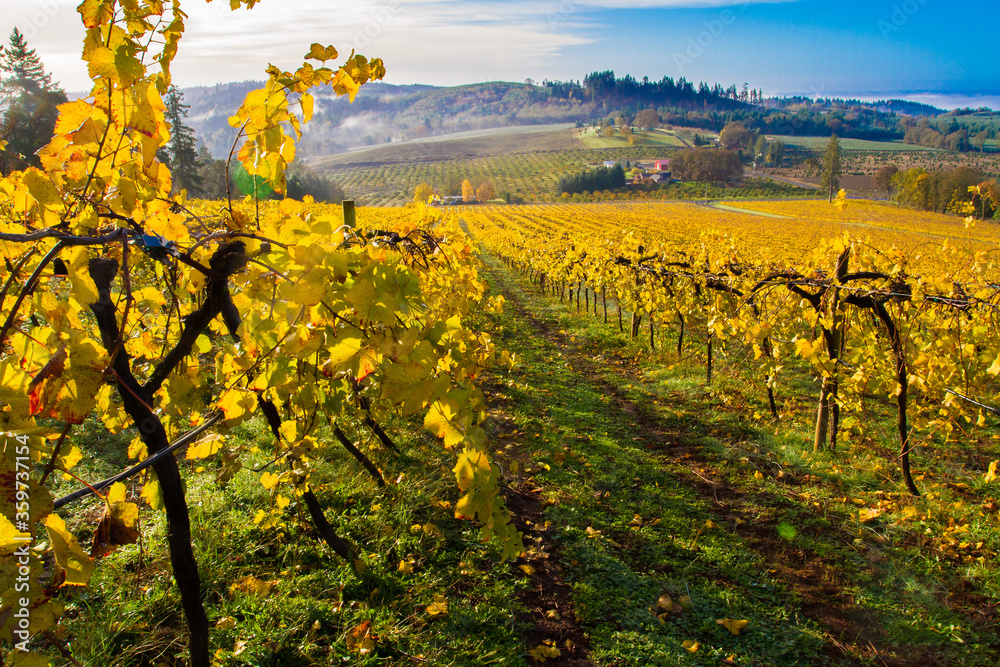 A vineyard with autumn colored leaves  in the Willamette Valley near Salem, Oregon.  A bank of fog is partially burned off.