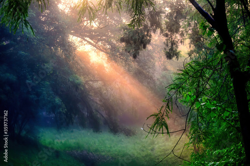 Foggy Morning sunshine penetrating through trees in an Indian forest located in Gurgaon suburbs in India