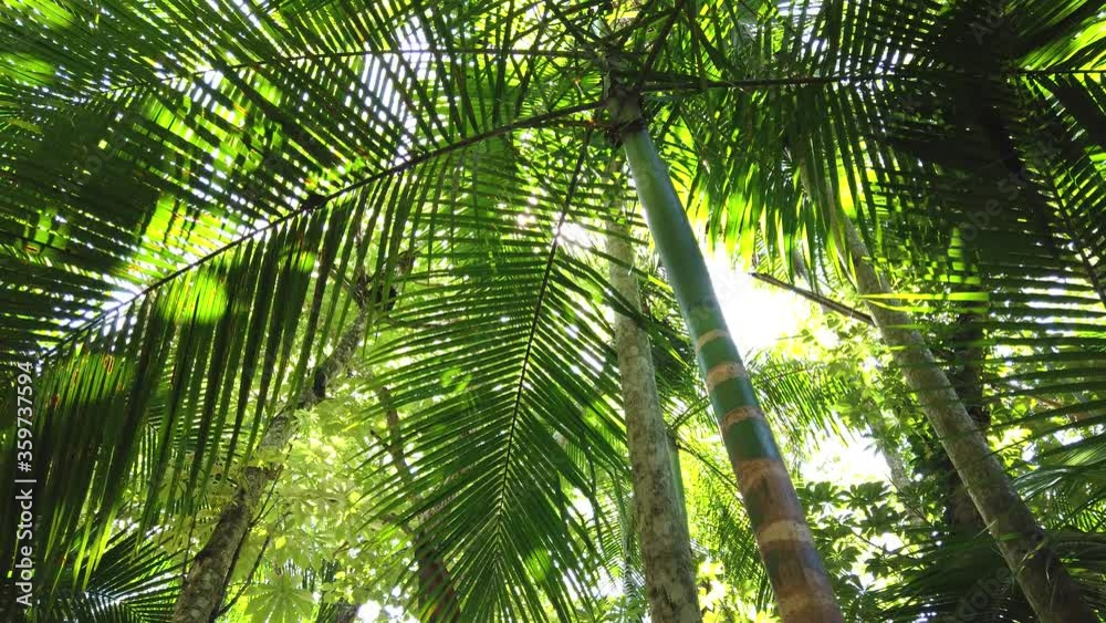 Palm or tropical palms in the jungle, smooth stabilized video. 4K video of natural conservation and plants Palm or tropical palms in the jungle, smooth stabilized video. 4K video of natural conservation and plants