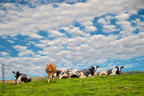 Vászonkép Five dairy cows resting in a green pasture in the finger lakes region of upper New York near Watkins Glen